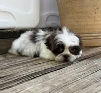 Tiny Thumpkin, a male Shih Tzu for sale in Goddard, KS – 7 of 7