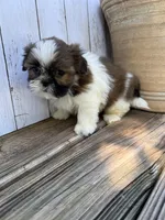 Tiny BamBam, a male Shih Tzu for sale in Goddard, KS – 3 of 8