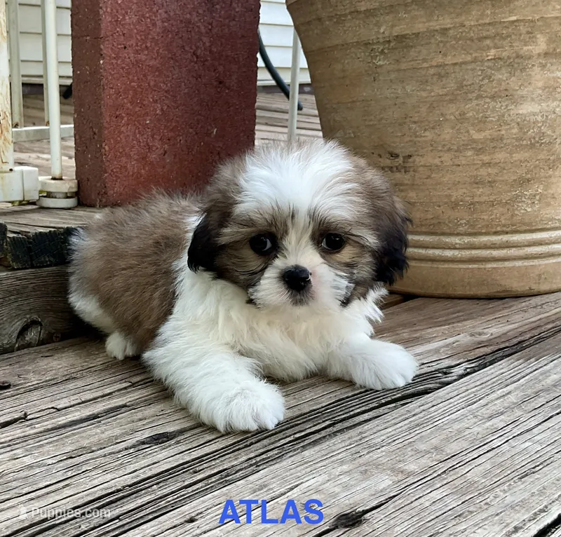 Little Atlas – Shih Tzu puppy for sale in Goddard, KS