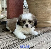 Little Atlas, a male Shih Tzu for sale in Goddard, KS – 1 of 10