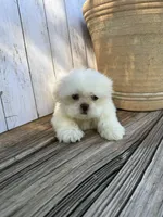 Little Frosty, a male Shih Tzu for sale in Goddard, KS – 7 of 10