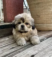 Little Chase, a male Shih Tzu for sale in Goddard, KS – 8 of 10