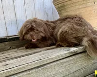 Hershey, a male Shih Tzu for sale in Goddard, KS – 7 of 8