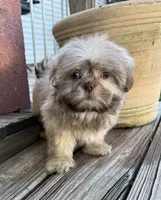 Bentley, a male Shih Tzu for sale in Goddard, KS – 8 of 9