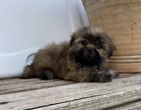Poppy, a female Shih Tzu for sale in Goddard, KS – 5 of 10