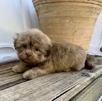 Bear, a male Shih Tzu for sale in Goddard, KS – 3 of 9