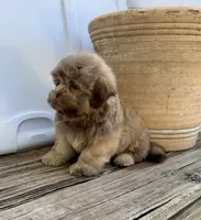 Bear, a male Shih Tzu for sale in Goddard, KS – 9 of 9