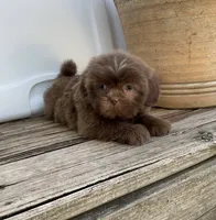 Boody, a male Shih Tzu for sale in Goddard, KS – 7 of 9