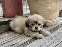 Little Chase, a male Shih Tzu for sale in Goddard, KS – 9 of 10