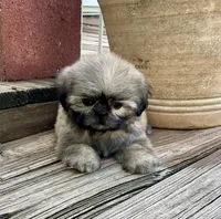 Little Carolena, a female Shih Tzu for sale in Goddard, KS – 8 of 8