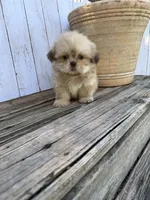 Little Snuggles, a male Shih Tzu for sale in Goddard, KS – 7 of 10