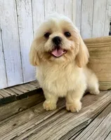 Max, a male Shih Tzu for sale in Goddard, KS – 5 of 9