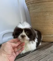 Brady, a male Shih Tzu for sale in Goddard, KS – 4 of 8