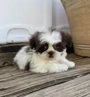 Tiny Thumpkin, a male Shih Tzu for sale in Goddard, KS – 5 of 7