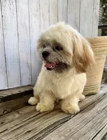 T-Bone, a male Shih Tzu for sale in Goddard, KS – 4 of 7