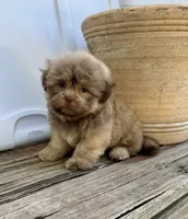 Bear, a male Shih Tzu for sale in Goddard, KS – 5 of 9