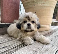 Little Chase, a male Shih Tzu for sale in Goddard, KS – 2 of 10