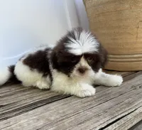 Brady, a male Shih Tzu for sale in Goddard, KS – 5 of 8