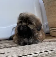 Poppy, a female Shih Tzu for sale in Goddard, KS – 3 of 10