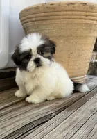 Little Leo, a male Shih Tzu for sale in Goddard, KS – 10 of 10