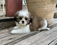 Little Atlas, a male Shih Tzu for sale in Goddard, KS – 8 of 10