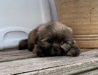 Poppy, a female Shih Tzu for sale in Goddard, KS – 7 of 10