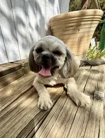 Ann, a female Shih Tzu for sale in Goddard, KS – 2 of 8