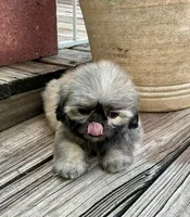 Little Carolena, a female Shih Tzu for sale in Goddard, KS – 2 of 8