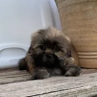 Poppy, a female Shih Tzu for sale in Goddard, KS – 4 of 10