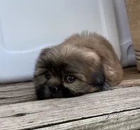 Poppy, a female Shih Tzu for sale in Goddard, KS – 2 of 10