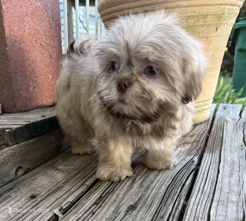Bentley – Shih Tzu puppy for sale in Goddard, KS