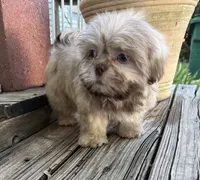 Bentley, a male Shih Tzu for sale in Goddard, KS – 1 of 9