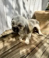 Ann, a female Shih Tzu for sale in Goddard, KS – 7 of 8