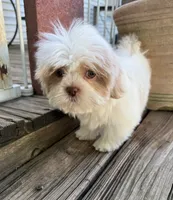 Anna Rose, a female Shih Tzu for sale in Goddard, KS – 6 of 6