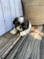 Tiny BamBam, a male Shih Tzu for sale in Goddard, KS – 5 of 8
