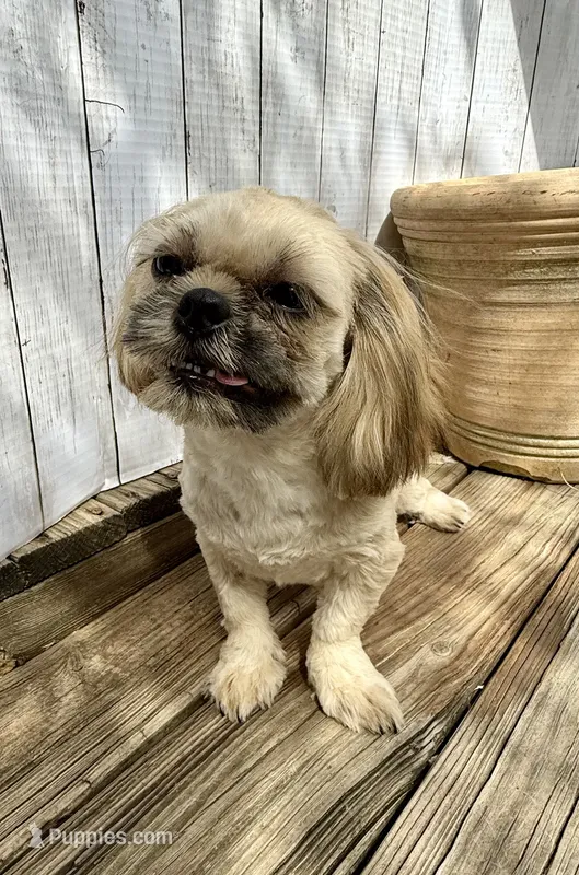 Andy – Shih Tzu puppy for sale in Goddard, KS