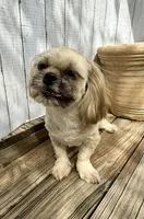 Andy, a male Shih Tzu for sale in Goddard, KS – 7 of 7
