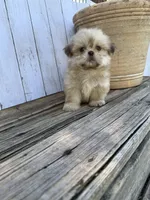 Little Snuggles, a male Shih Tzu for sale in Goddard, KS – 9 of 10