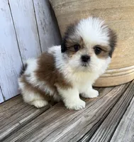 Little Anna Marie , a female Shih Tzu for sale in Goddard, KS – 10 of 10