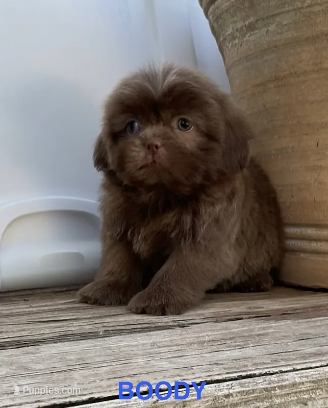 Boody – Shih Tzu puppy for sale in Goddard, KS