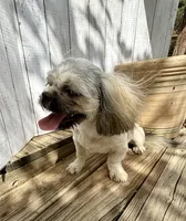 Ann, a female Shih Tzu for sale in Goddard, KS – 8 of 8