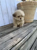 Little Snuggles, a male Shih Tzu for sale in Goddard, KS – 5 of 10