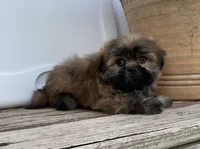 Poppy, a female Shih Tzu for sale in Goddard, KS – 8 of 10