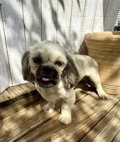 Ann, a female Shih Tzu for sale in Goddard, KS – 6 of 8