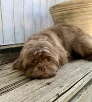 Hershey, a male Shih Tzu for sale in Goddard, KS – 5 of 8