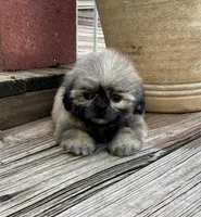 Little Carolena, a female Shih Tzu for sale in Goddard, KS – 7 of 8