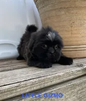 Little Gizmo, a male Shih Tzu for sale in Goddard, KS – 6 of 8