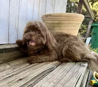 Hershey, a male Shih Tzu for sale in Goddard, KS – 6 of 8