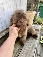 Hershey, a male Shih Tzu for sale in Goddard, KS – 4 of 8