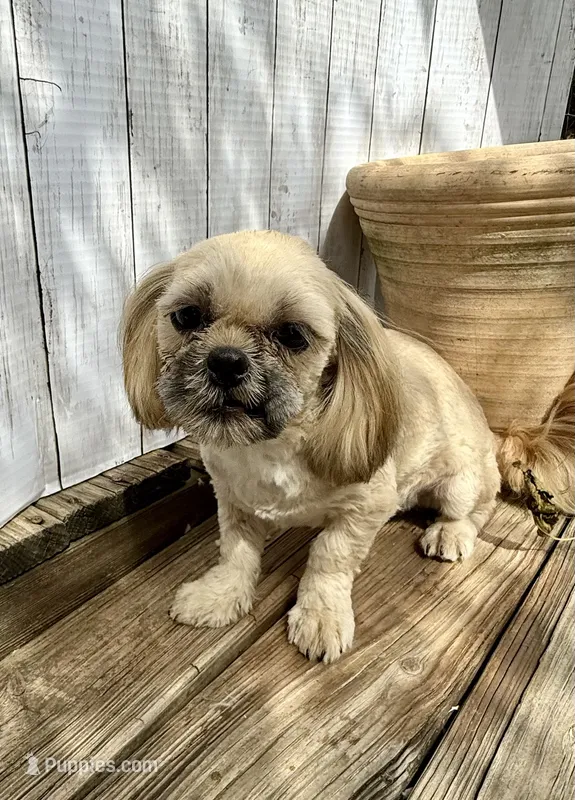 Andy – Shih Tzu puppy for sale in Goddard, KS